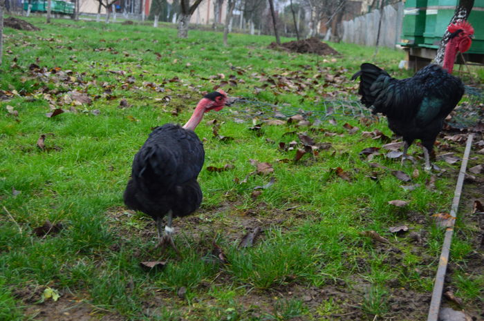 cocos gat golas negru 0758304369; cocos gat golas negru 0758304369
