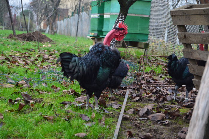 cocos gat golas negru 0758304369; cocos gat golas negru 0758304369
