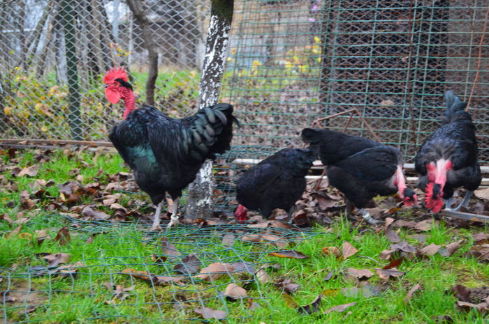 cocos gat golas negru 0758304369; cocos gat golas negru 0758304369
