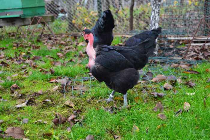 cocos gat golas negru 0758304369; cocos gat golas negru 0758304369
