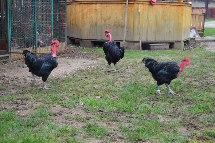 cocos gat golas negru 0758304369; cocos gat golas negru 0758304369
