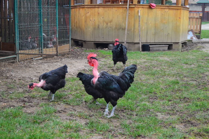 cocos gat golas negru 0758304369; cocos gat golas negru 0758304369
