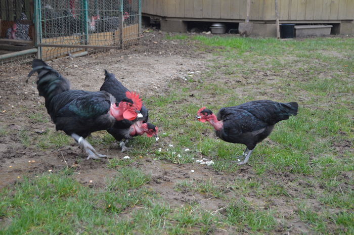 cocos gat golas negru 0758304369; cocos gat golas negru 0758304369
