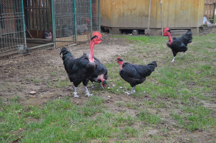 cocos gat golas negru 0758304369; cocos gat golas negru 0758304369
