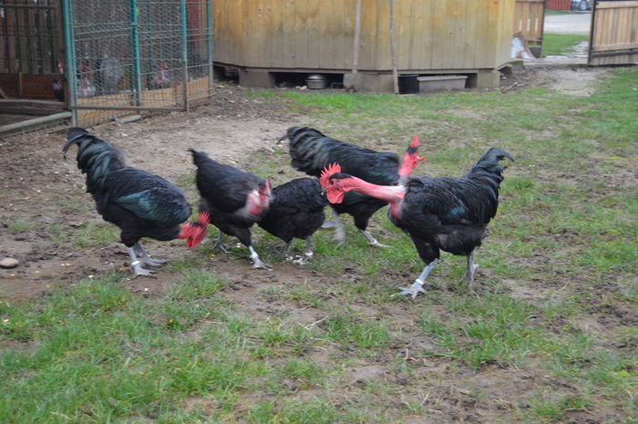 cocos gat golas negru 0758304369; cocos gat golas negru 0758304369
