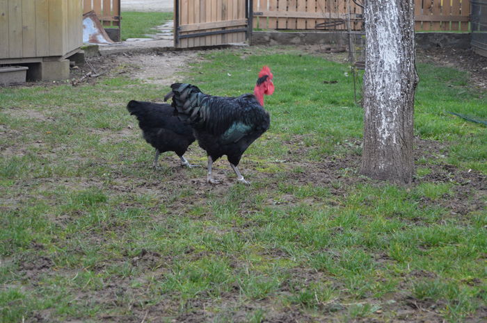 cocos gat golas negru 0758304369; cocos gat golas negru 0758304369
