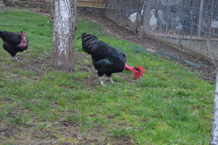 cocos gat golas negru 0758304369; cocos gat golas negru 0758304369
