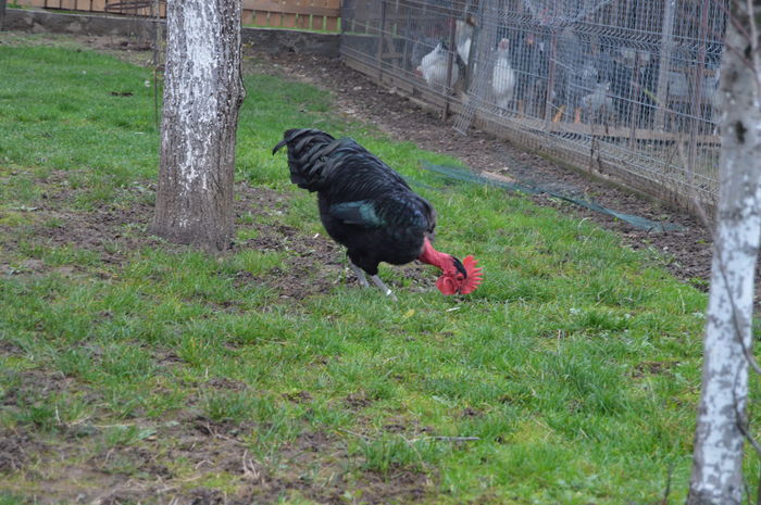 cocos gat golas negru 0758304369; cocos gat golas negru 0758304369
