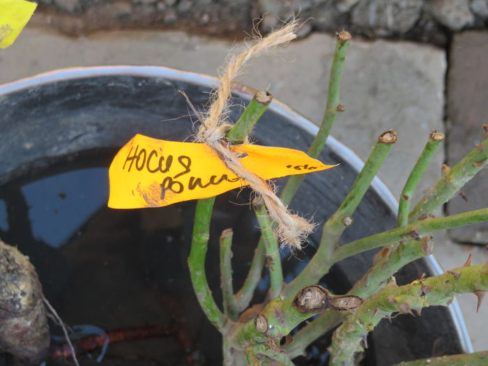 IMG_0230 - Achiziti 2015