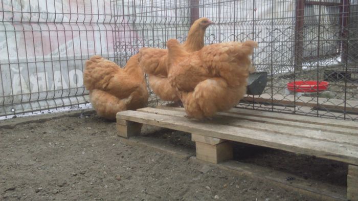 146 - 0 ORPINGTON GALBEN 2013-2018