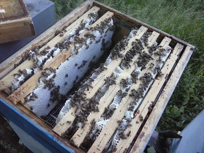 Carpatica ia giovanii- productia, sf. de cules