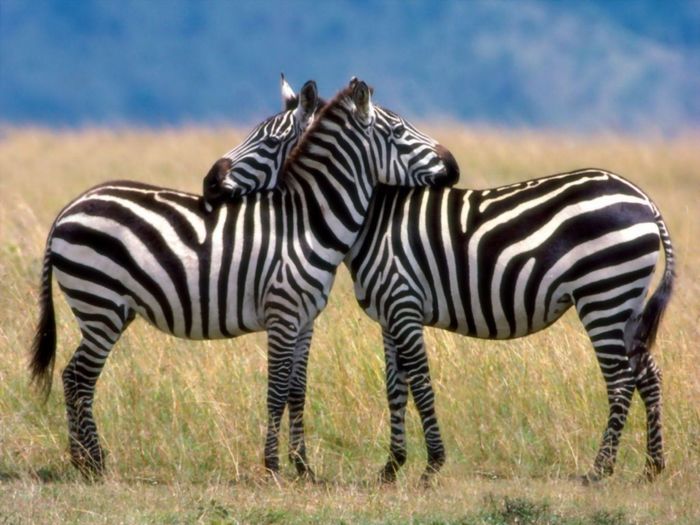 Imagini Cu Animale Din Alte Zone Ale Lumii Animale In Lume Lutmircea