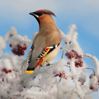 674481_8fc4790745909f7a1aa681d7789c6e21_mdsq - BIRDS
