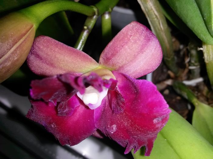 cattleya roz cu mov 2015.12.10 1