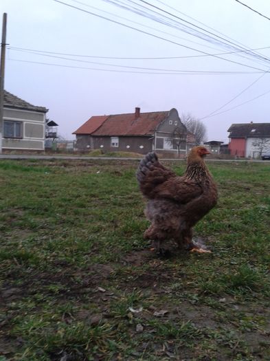 20151210_162525 - de vanzare