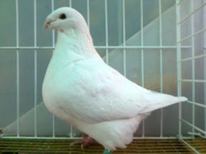 F 2013-H Vanduta - Porumbei Americani-Vanduti