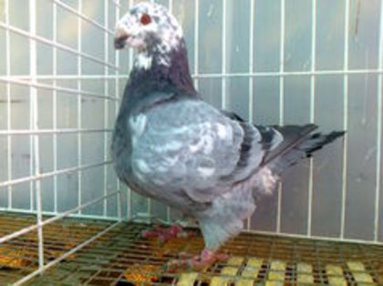 M 2013- H   Vandut - Porumbei Americani-Vanduti