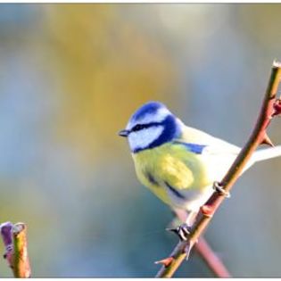 674552_f7084fe1170cf480ff98fc0e334c685a_mdsq - BIRDS