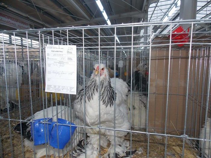 12335936_444047762459436_1106585739_n