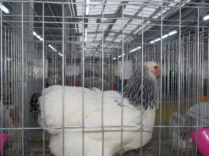 12348332_444047895792756_1668370866_n