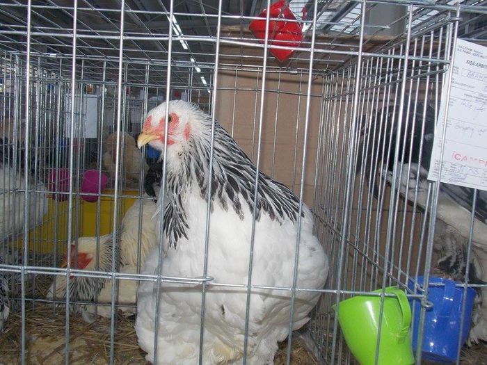 12351165_444047545792791_331892676_n