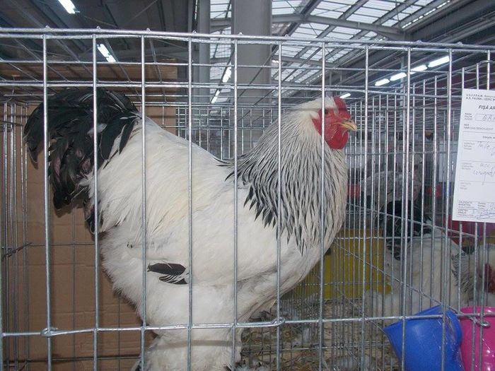 12358218_444047552459457_1513464416_n