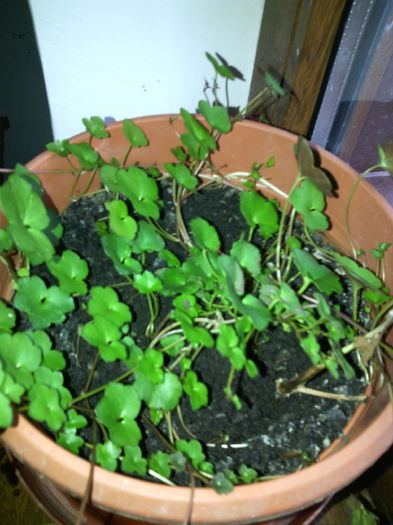 Dichondra sericea