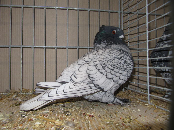 Leipzig 2015 189 - Expo Leipzig 2015