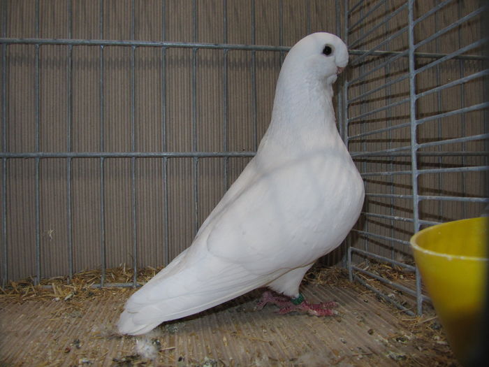 Leipzig 2015 193 - Expo Leipzig 2015