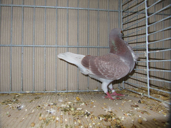 Leipzig 2015 195 - Expo Leipzig 2015