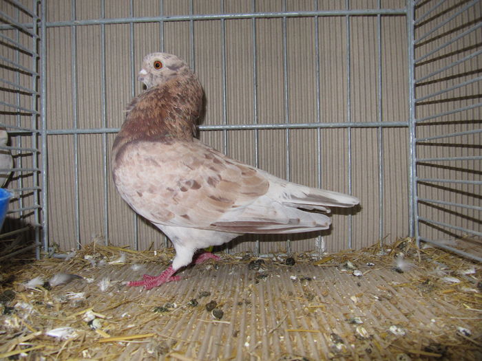 Leipzig 2015 198 - Expo Leipzig 2015