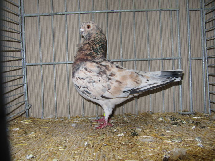 Leipzig 2015 199 - Expo Leipzig 2015