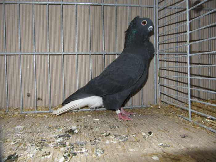 Leipzig 2015 200 - Expo Leipzig 2015