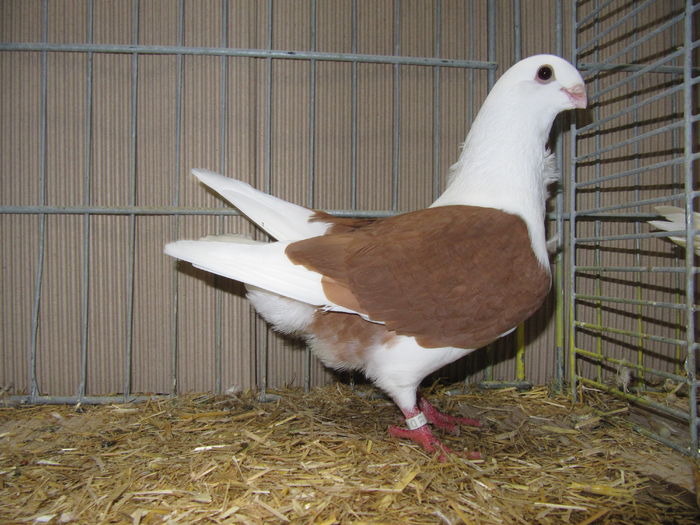 Leipzig 2015 201 - Expo Leipzig 2015