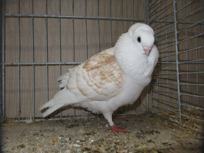 Leipzig 2015 202 - Expo Leipzig 2015