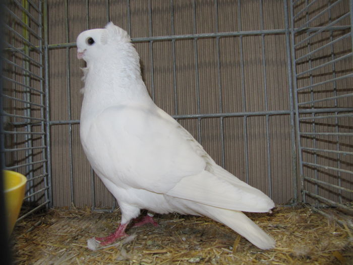 Leipzig 2015 204 - Expo Leipzig 2015