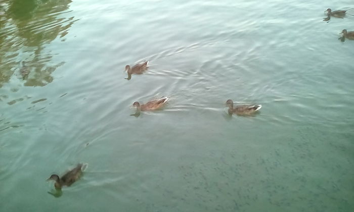 IMG_20150828_193337_1