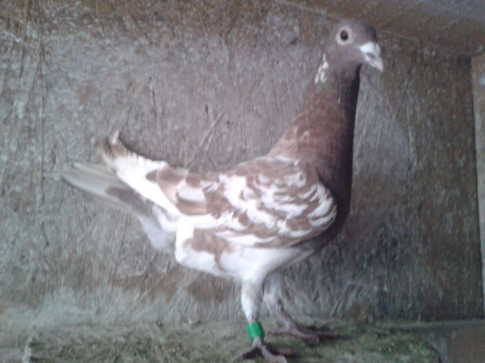 femela -2015 - Arhiva-amintiri