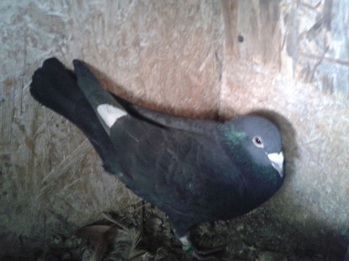 mascul -2015 - Arhiva-amintiri