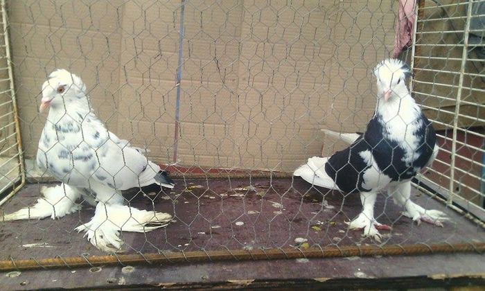 12366859_921702021242492_983415245_n