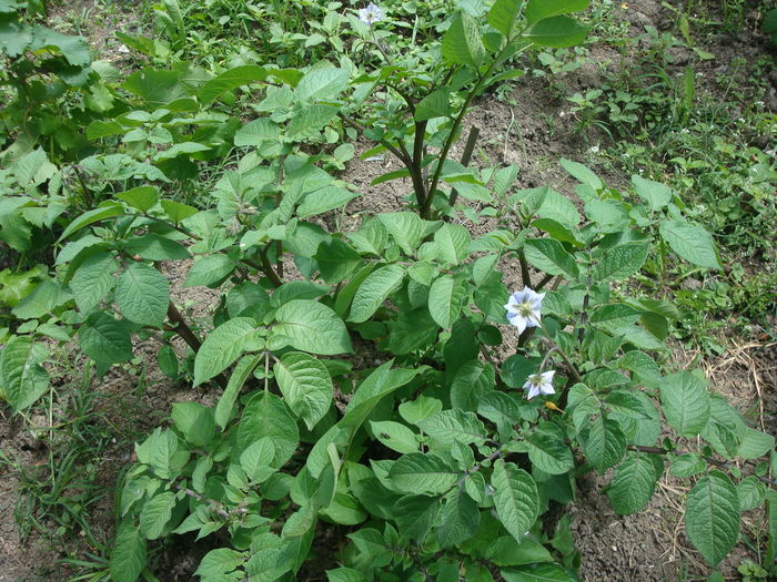 Solanum tuberosum subsp. andigena (Juz. & Bukasov) Hawkes 1959 - Solanum tuberosum