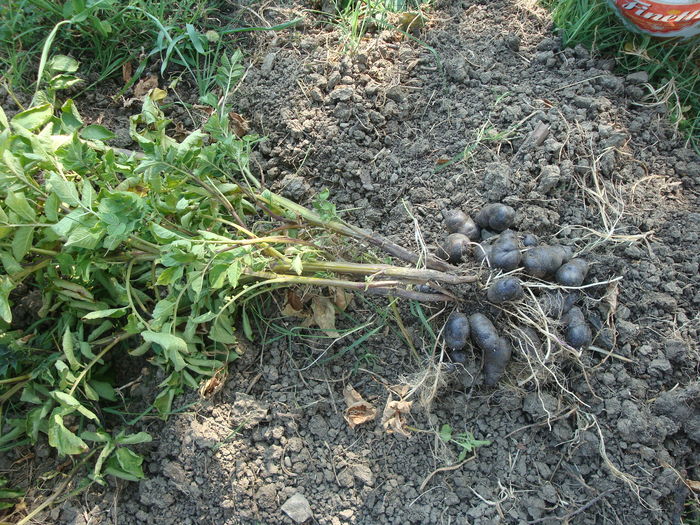 Solanum tuberosum subsp. andigena (Juz. & Bukasov) Hawkes 1959 - Solanum tuberosum