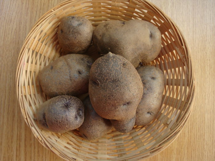 Solanum tuberosum subsp. andigena (Juz. & Bukasov) Hawkes 1959 - Solanum tuberosum