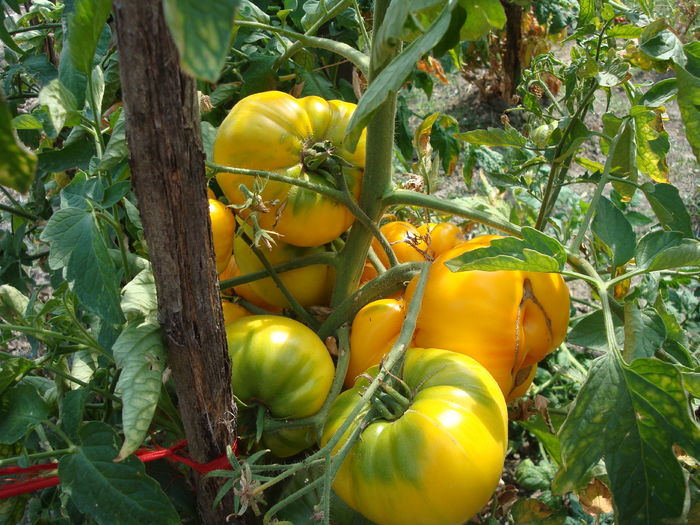 soi  'Armenian' - Solanum lycopersicum