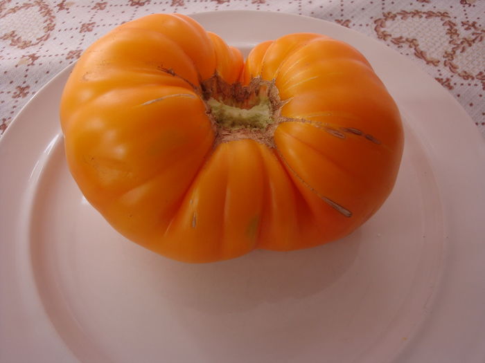 soi  'Armenian' - Solanum lycopersicum