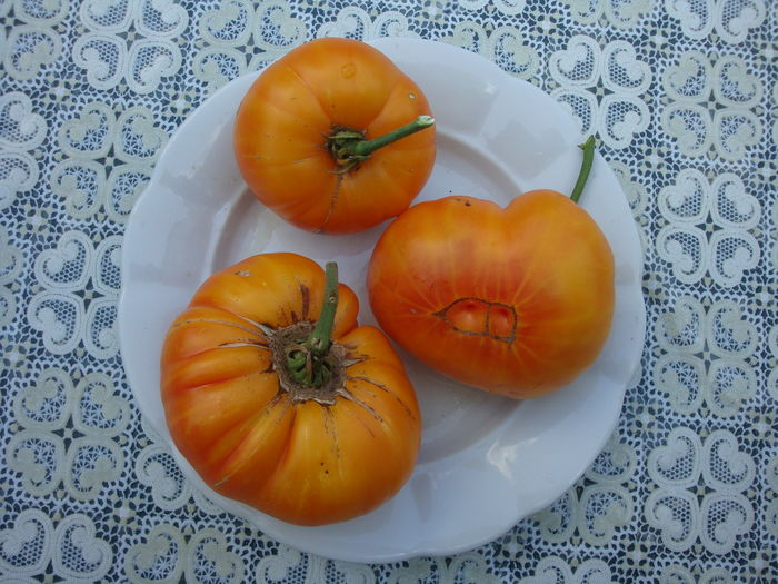 soi 'Armenian' - Solanum lycopersicum