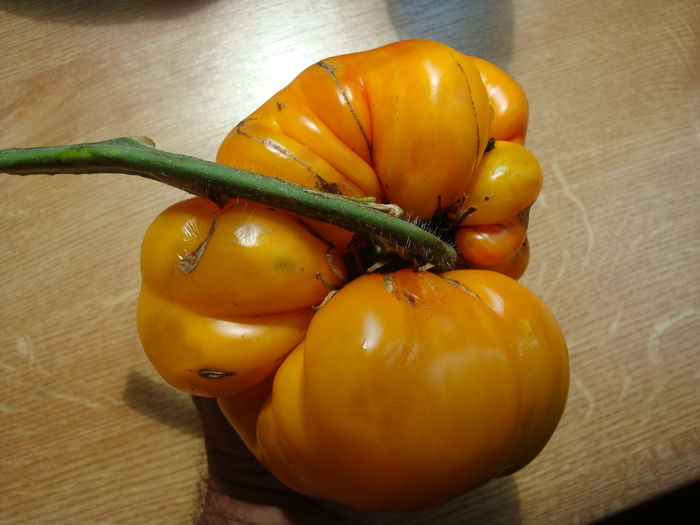 soi 'Armenian' - Solanum lycopersicum