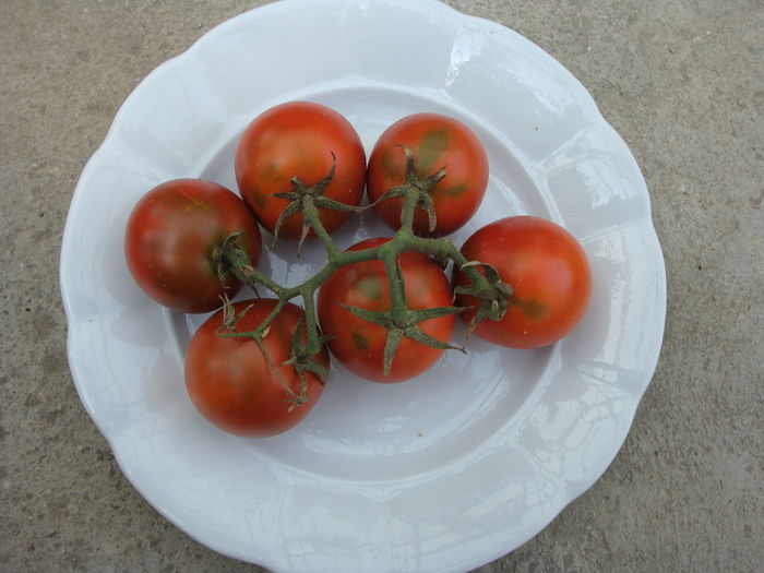 soi  'kumato' - Solanum lycopersicum