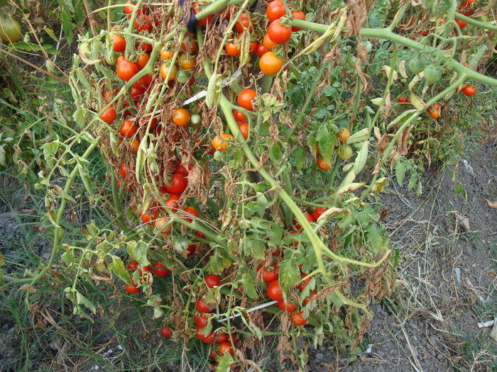 soi 'Cherry' - Solanum lycopersicum