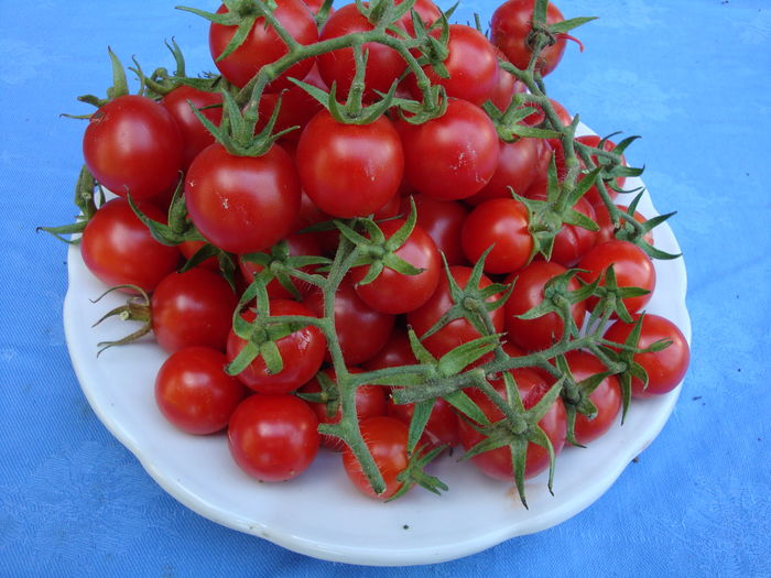 soi 'Cherry' - Solanum lycopersicum